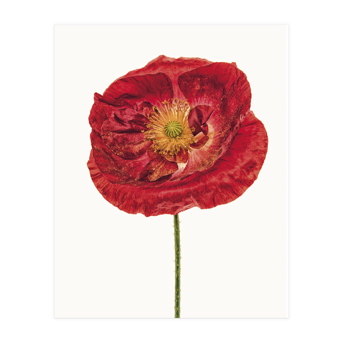 Cc Poppy 05 (Print Only)
