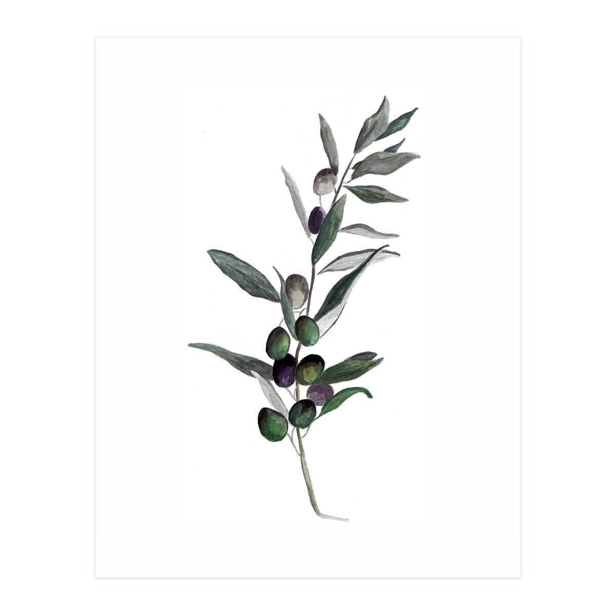 Botanical Illustration Olive (Print Only)