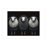 Fashion Sheep (Print Only) thumbnail