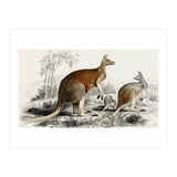 The red kangaroo illustrated (Print Only) thumbnail