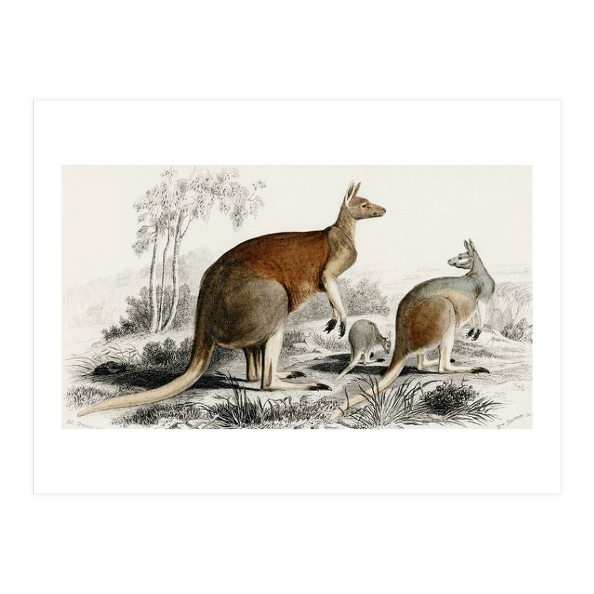 The red kangaroo illustrated (Print Only)