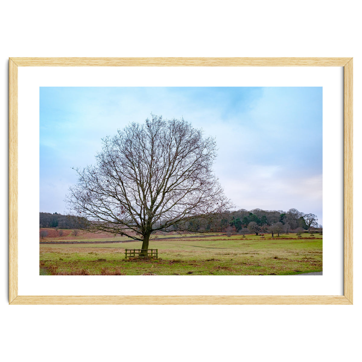 Young Oak Tree in Winter