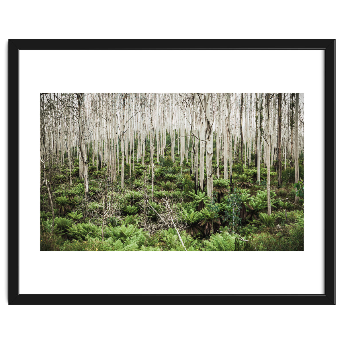 Forest After The Fire