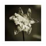 Wilting daffodil (Print Only) thumbnail