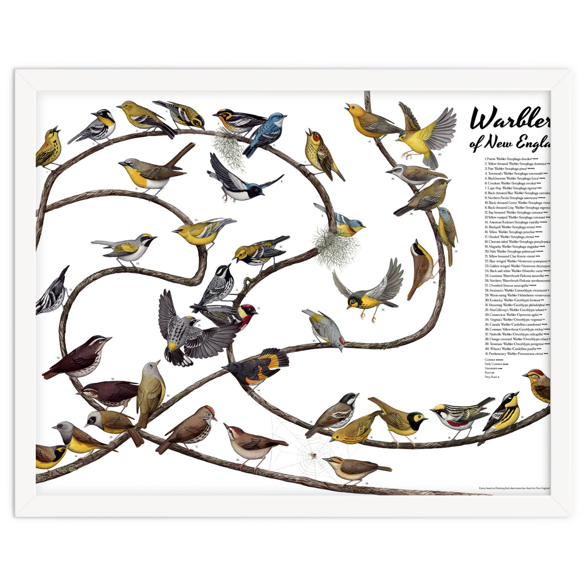 Warblers of New England