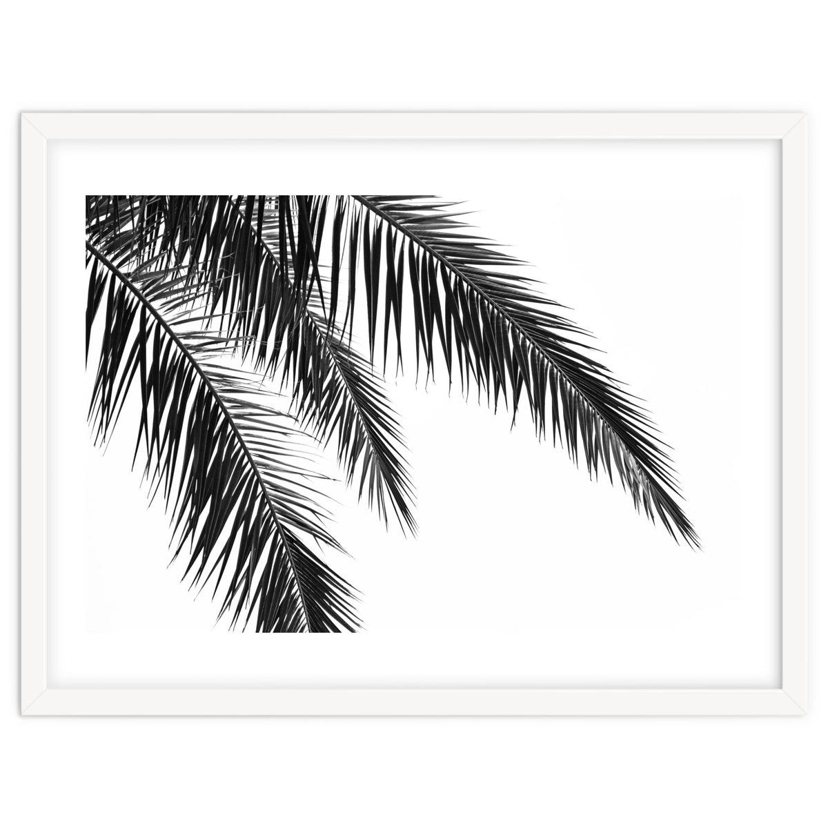 Palm Leaves