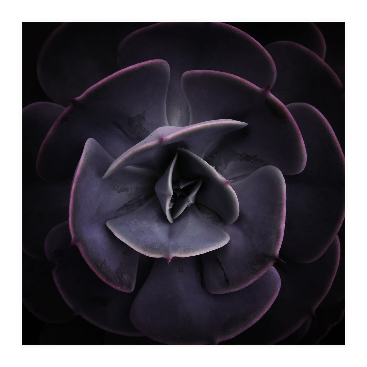 DARKSIDE OF SUCCULENTS VIII (Print Only)