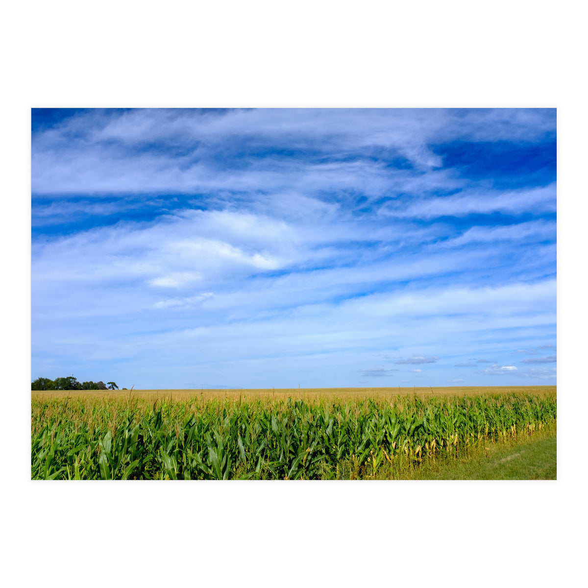 Illinois Cornfield (Print Only)
