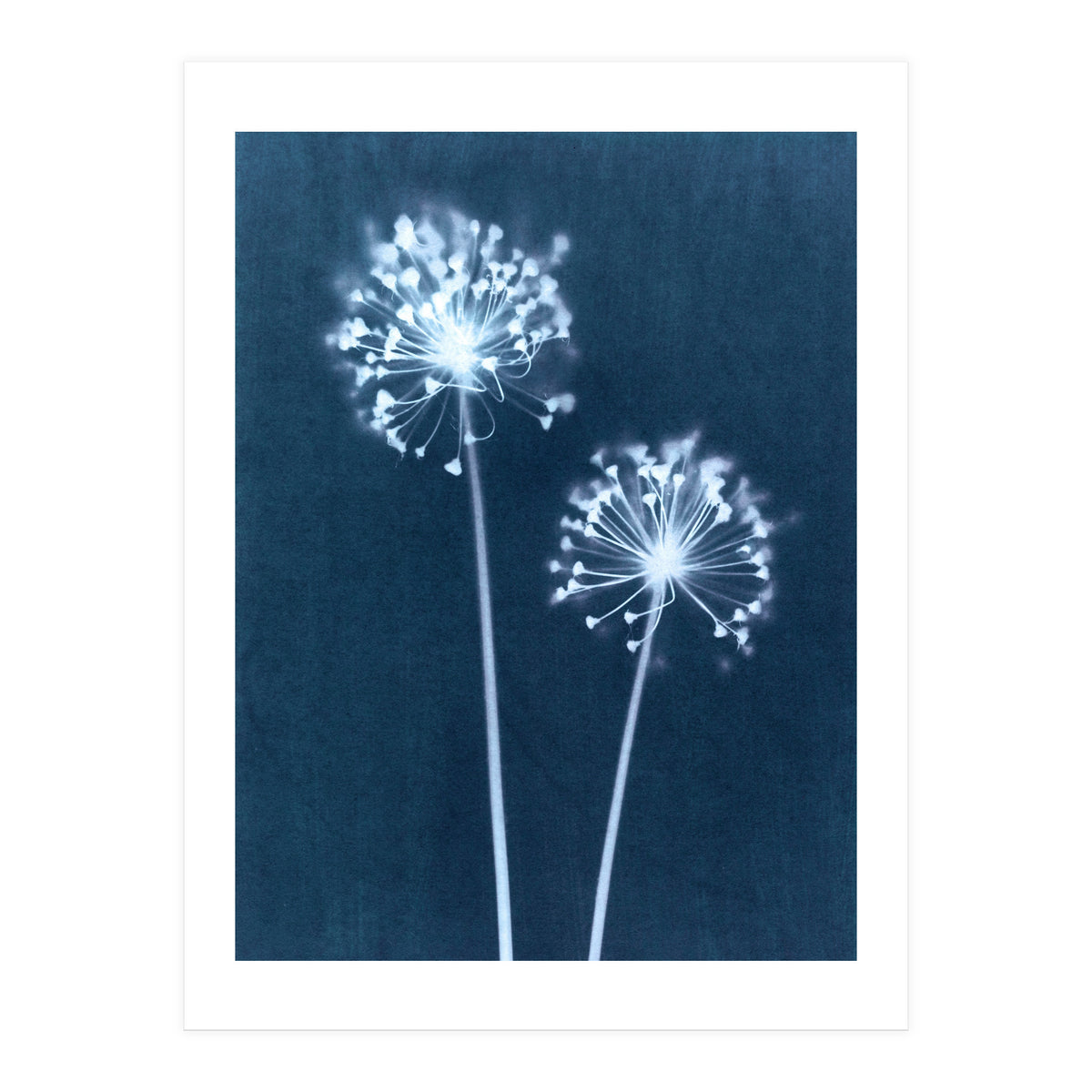 Indigo Dandelion (Print Only)
