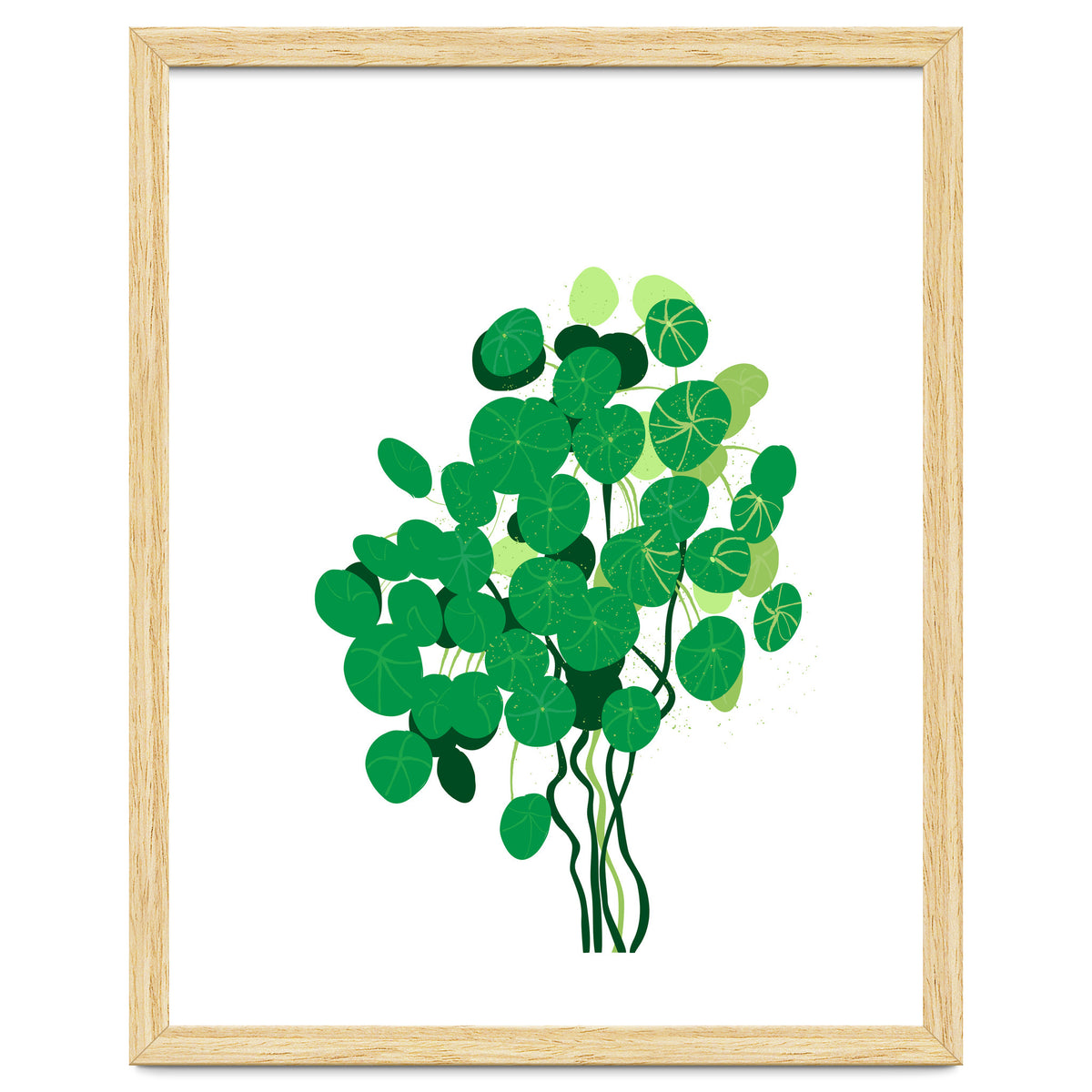 Pilea