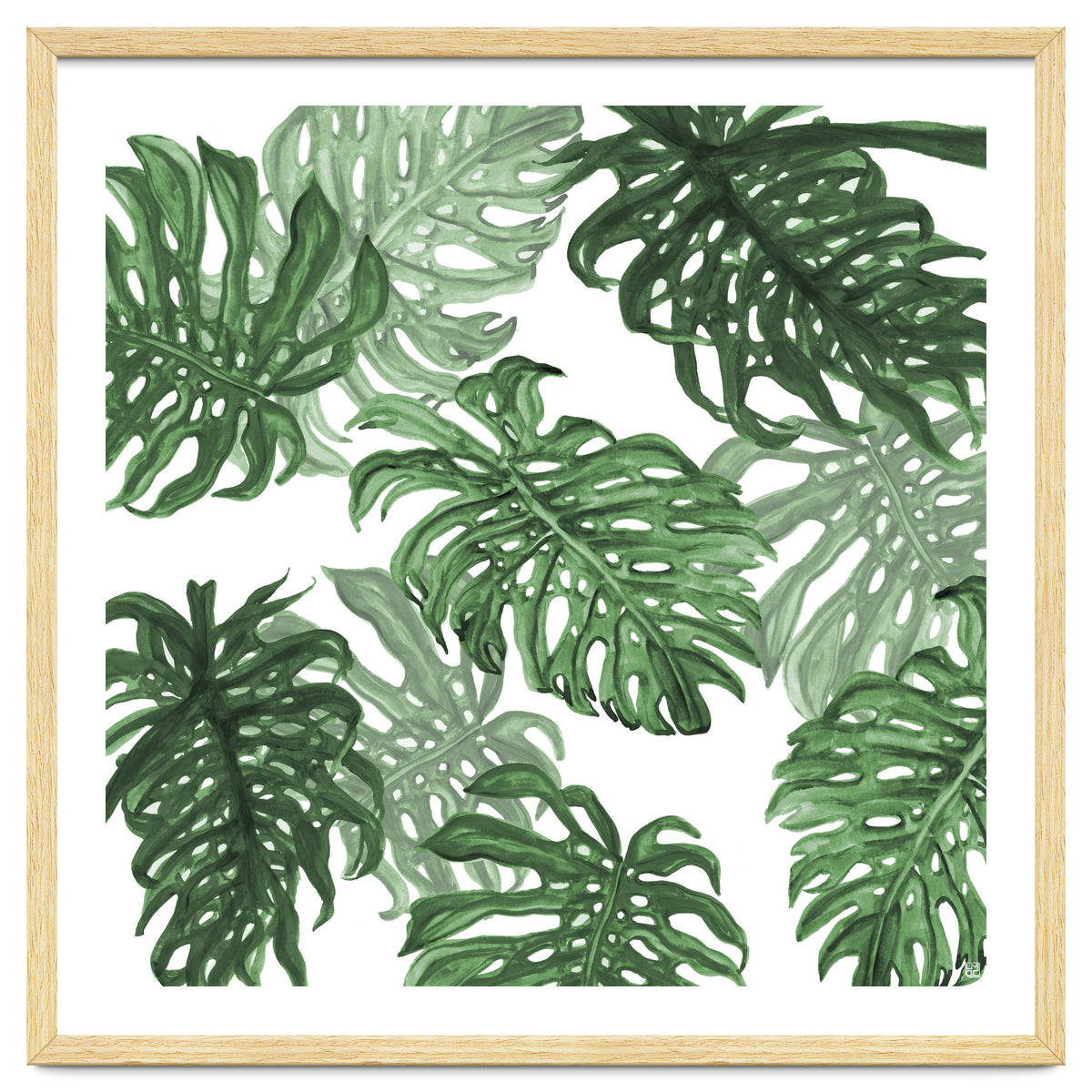 Monstera Deliciosa