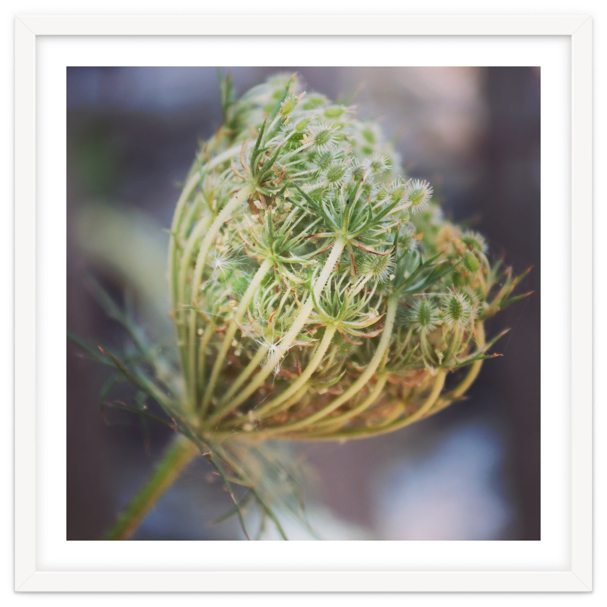 Seed head