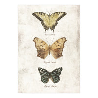Butterflies I (Print Only)