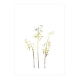 Neutral Hosta (Print Only) thumbnail