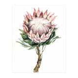 Protea (Print Only) thumbnail