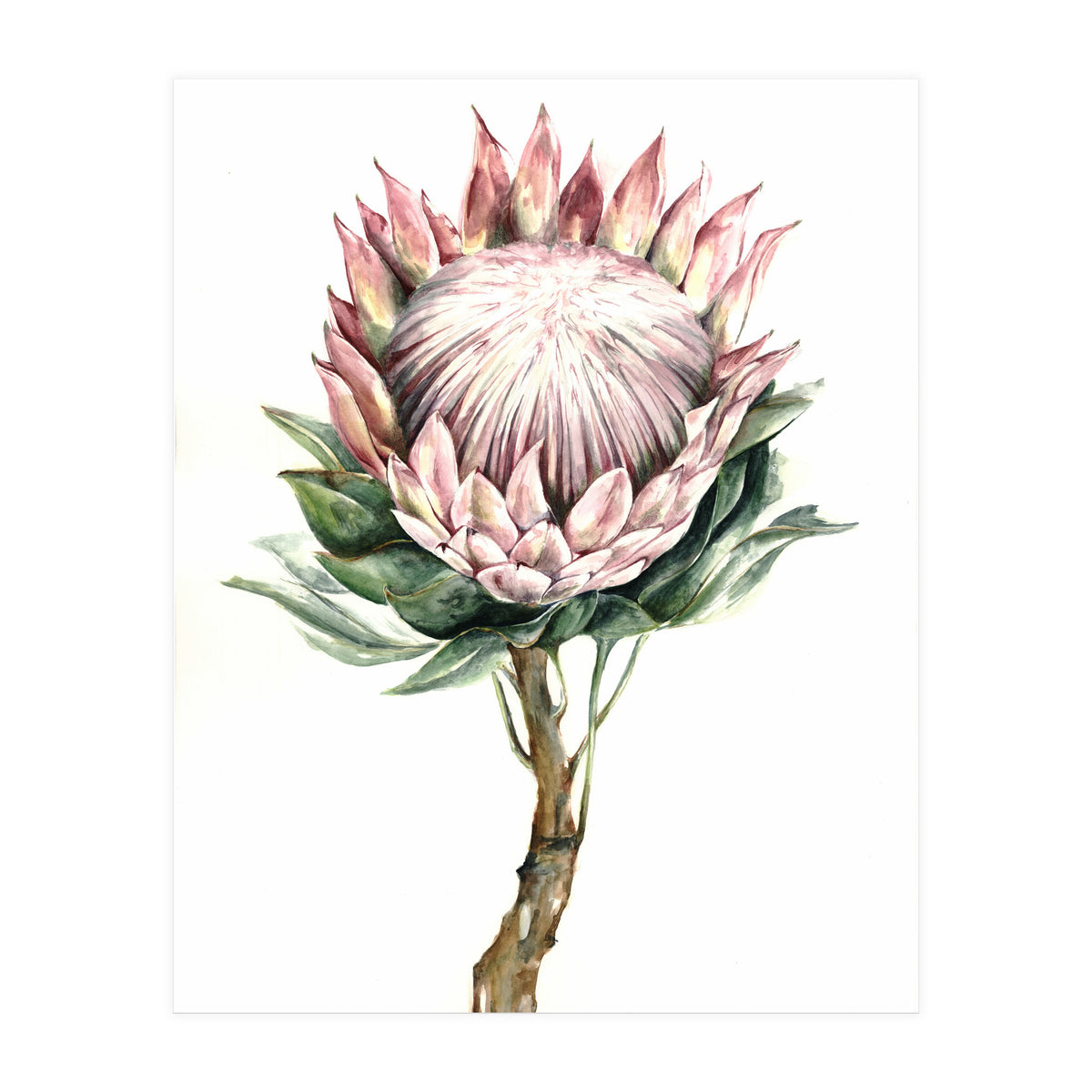 Protea (Print Only)