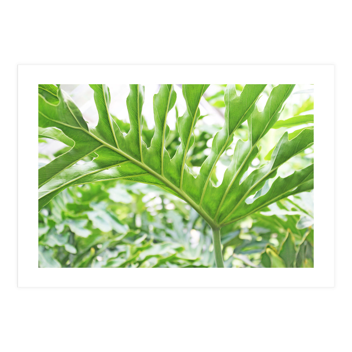 Green Leaf (Print Only)