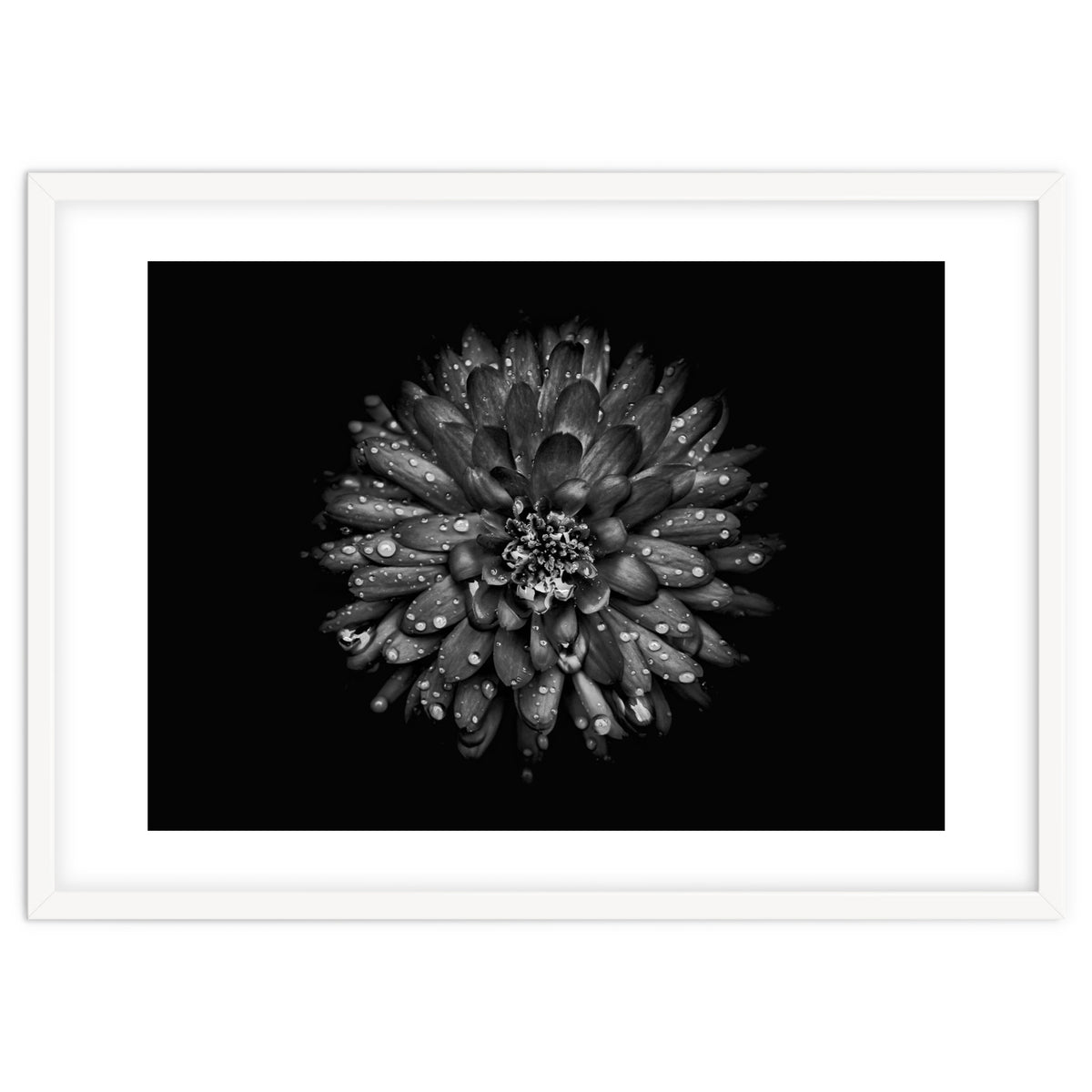 Backyard Flowers In Black And White No 45