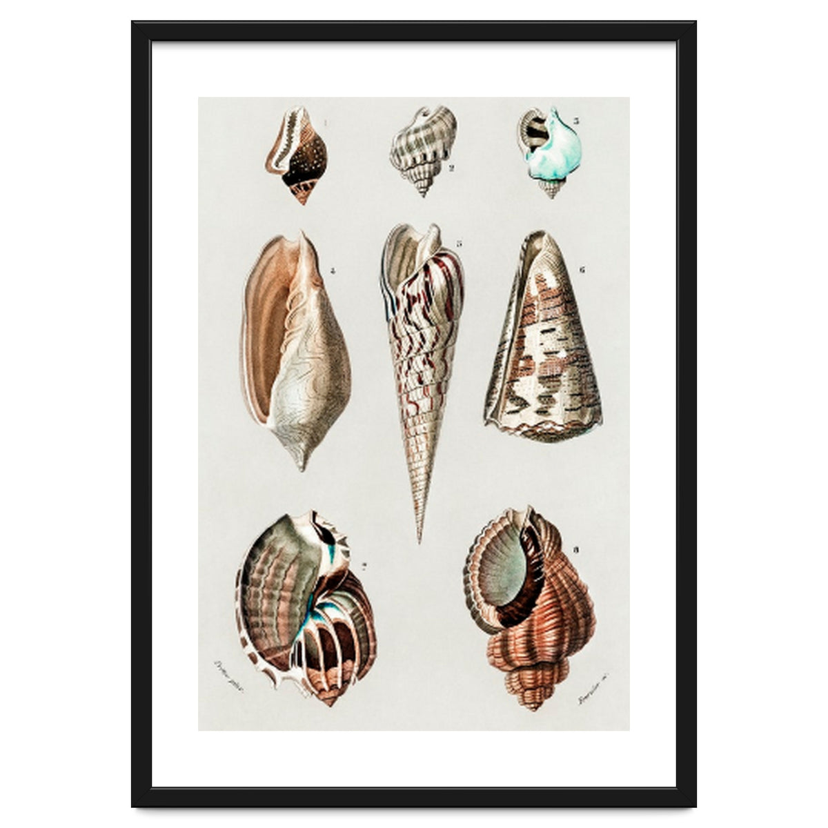 Different types of mollusks illustrated