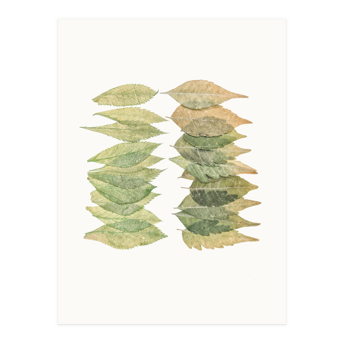 Cc Leaves 01 (Print Only)