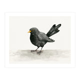 Blackbird ink drawing (Print Only) thumbnail