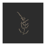 Delicate Golden Fynbos Botanicals on Black - Square (Print Only) thumbnail