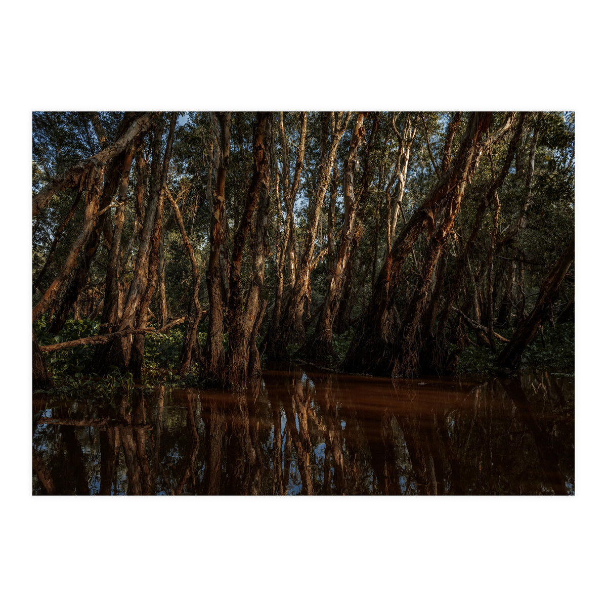 Roots Bloody Roots (Print Only)