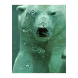 Polar Bear Under Water (Print Only) thumbnail