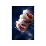Drops White Flower (Print Only) thumbnail