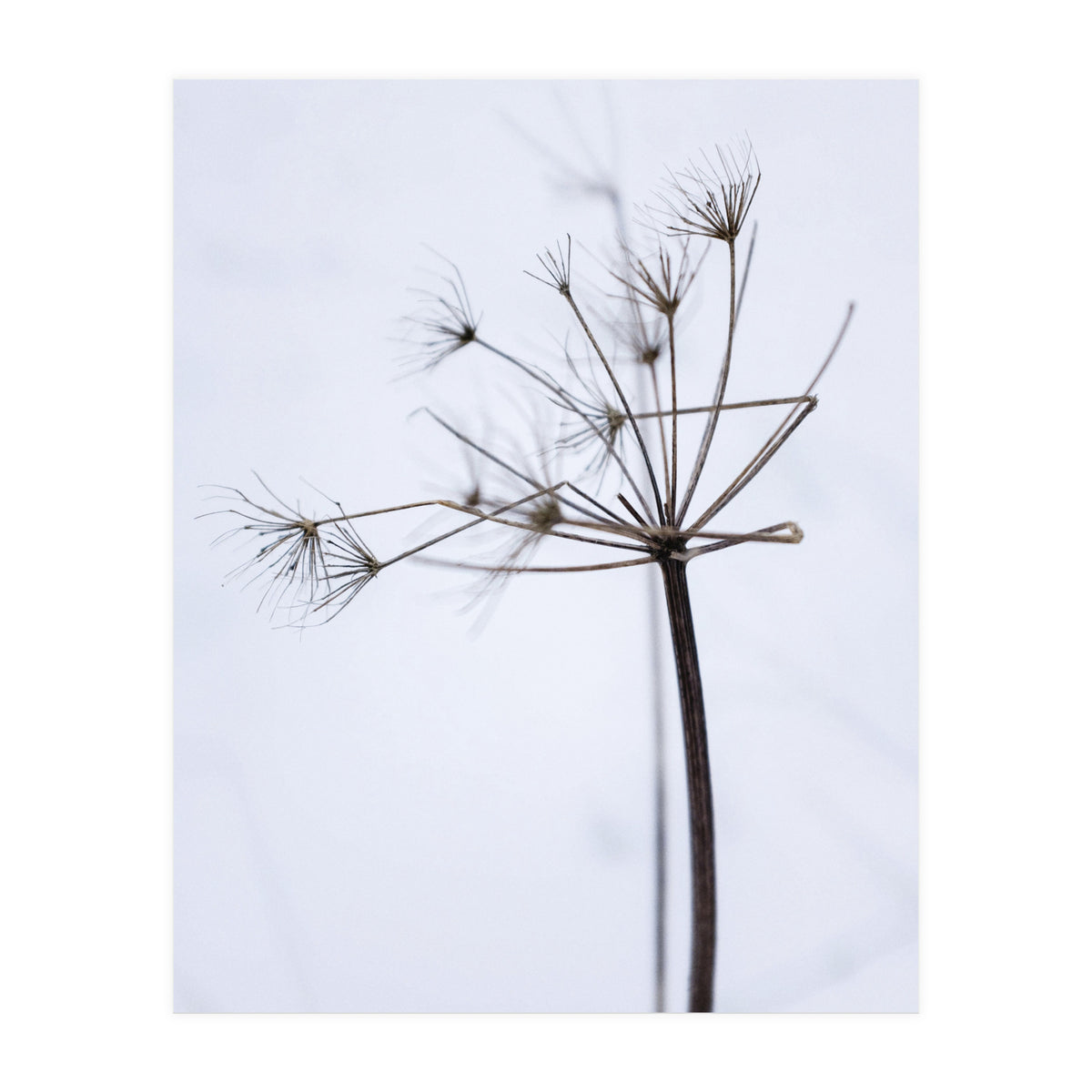 Wildflower in Winter (Print Only)