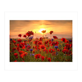 Poppies Sunset (Print Only) thumbnail