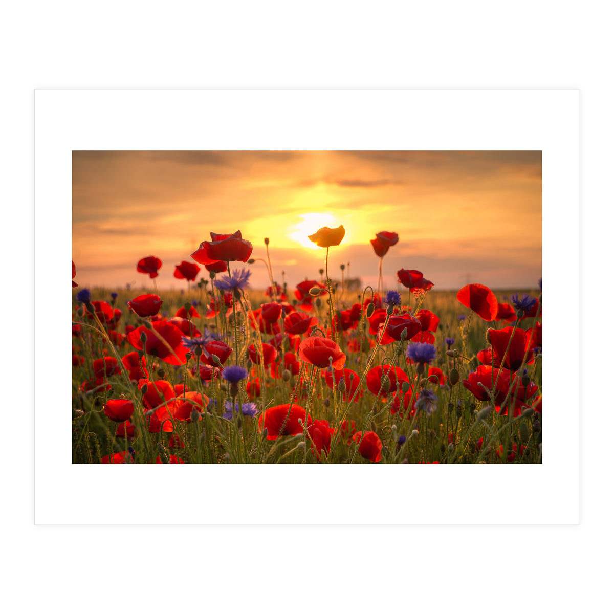 Poppies Sunset (Print Only)