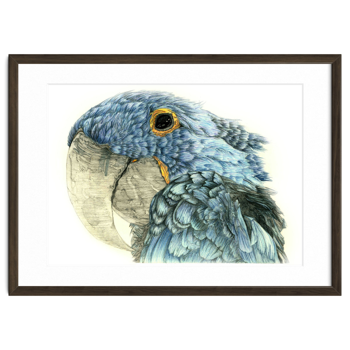 Blue Parrot