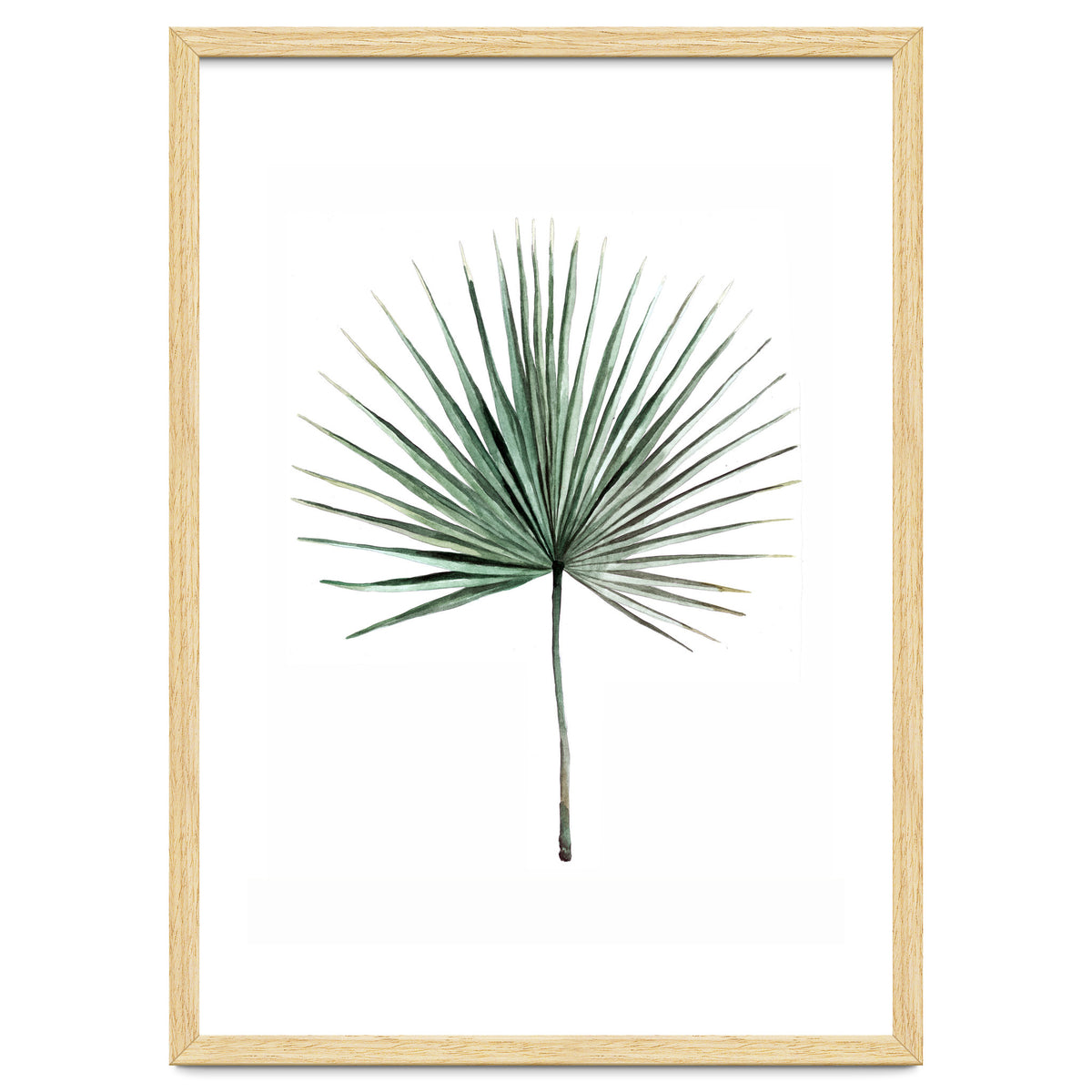 Botanical Illustration Fanpalm