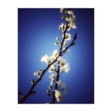 ALMOST BLUE (Print Only) thumbnail