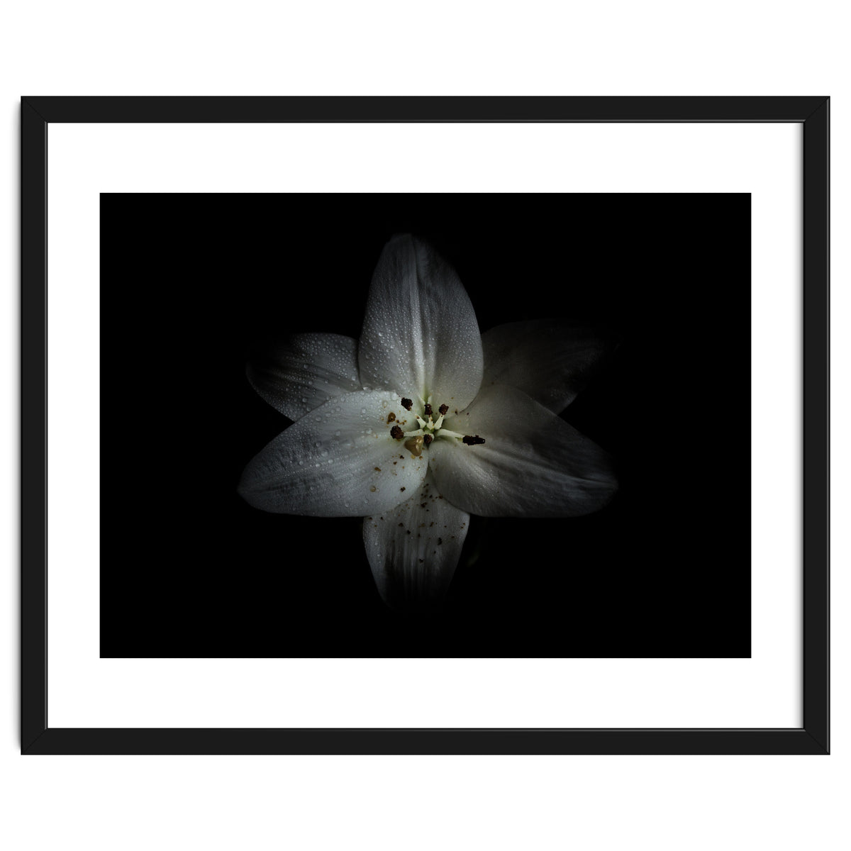 Backyard Flowers No 28 Color Version