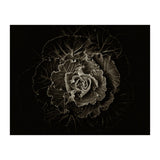 Backyard Flowers No 100 Sepia Version (Print Only) thumbnail