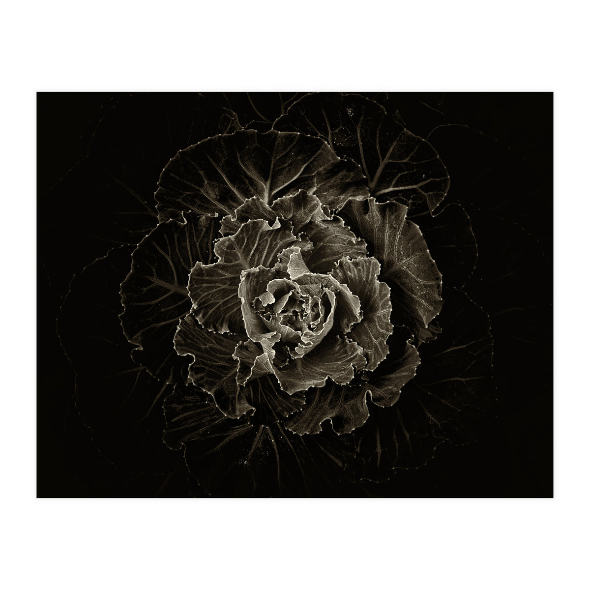 Backyard Flowers No 100 Sepia Version (Print Only)