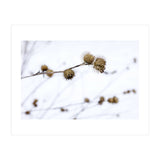 Winter Thistles (Print Only) thumbnail