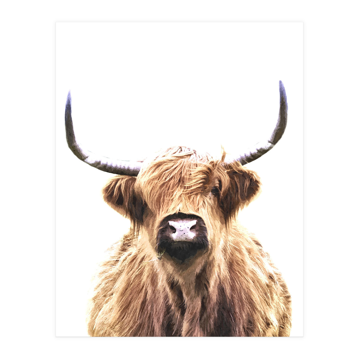 Highland Cow Portrait (Print Only)