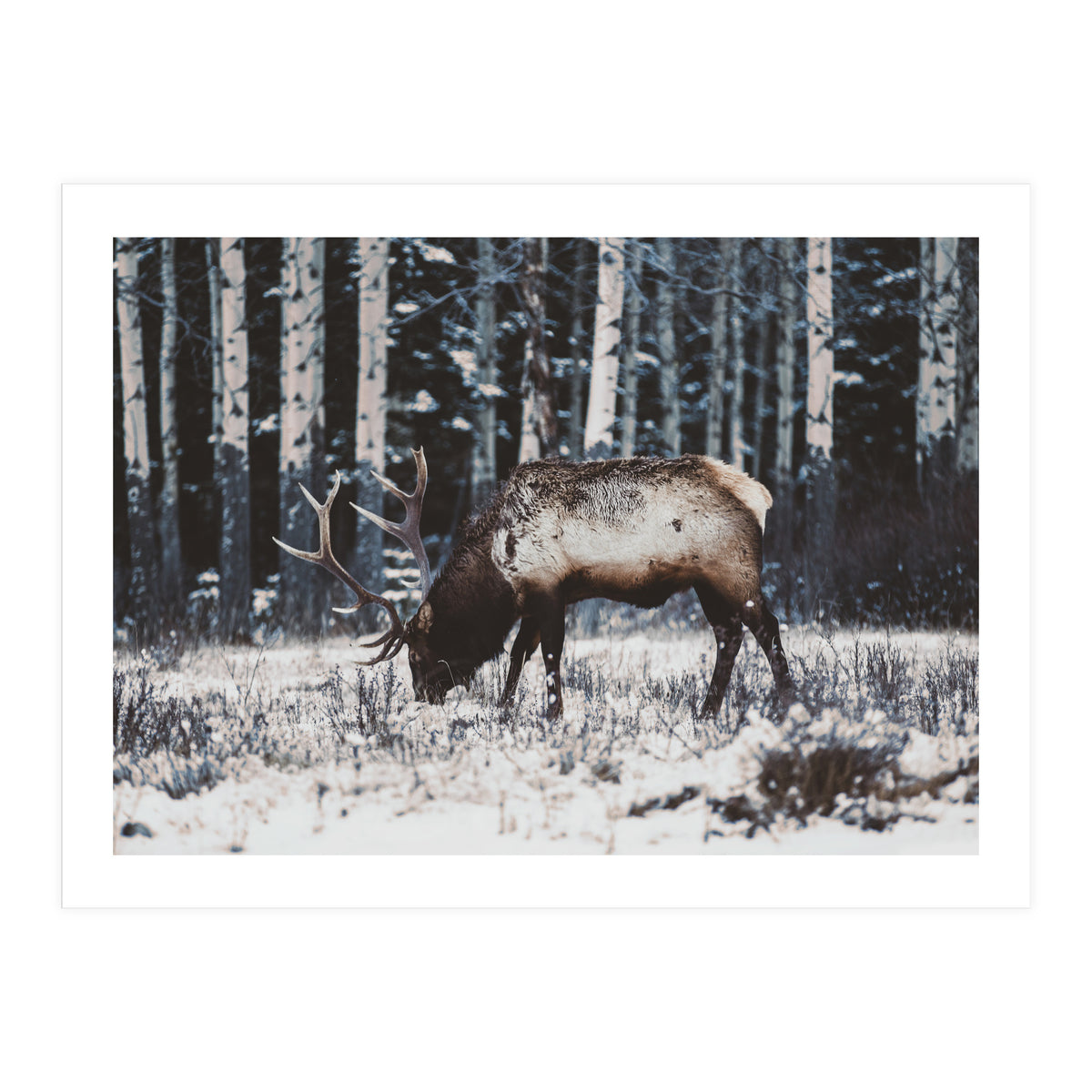 animal print (Print Only)