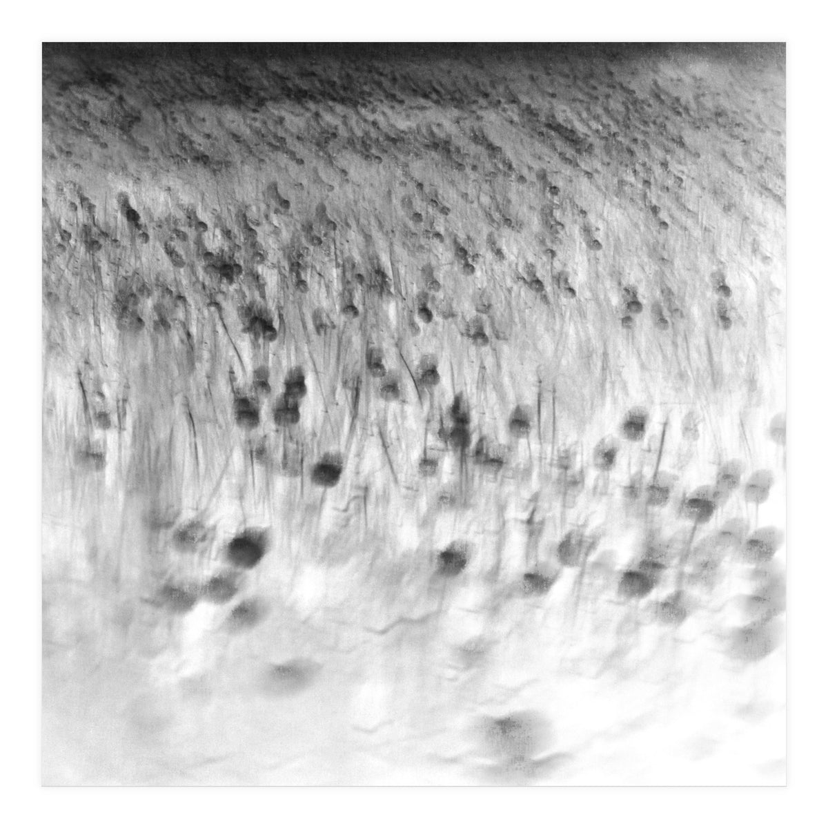 forgotten meadows (Print Only)