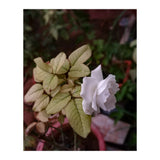 White Rose Garden (Print Only) thumbnail