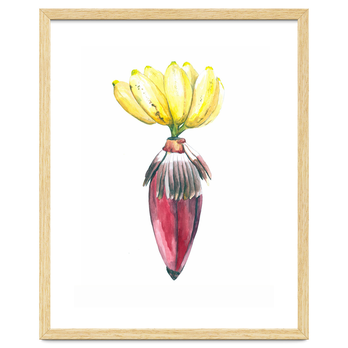 Botanical Illustration Banana