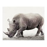 Rhino (Print Only) thumbnail
