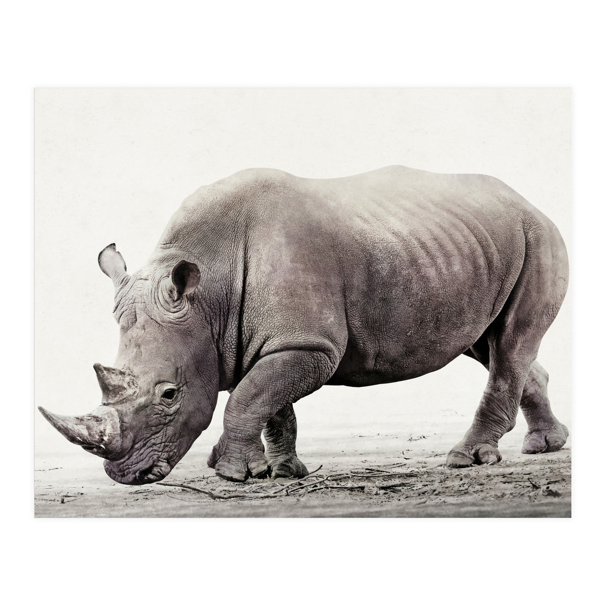 Rhino (Print Only)
