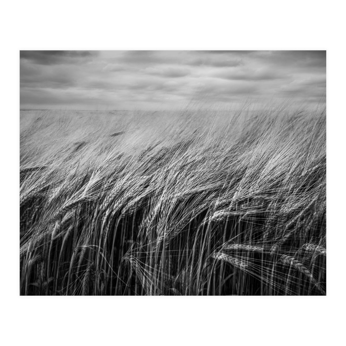 Moody Barley Field (Print Only)