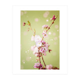 Springflowers (Print Only) thumbnail