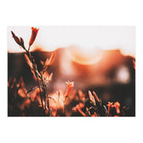 Nature (Print Only) thumbnail