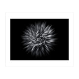 Backyard Flowers In Black And White 20 Flow Version (Print Only) thumbnail